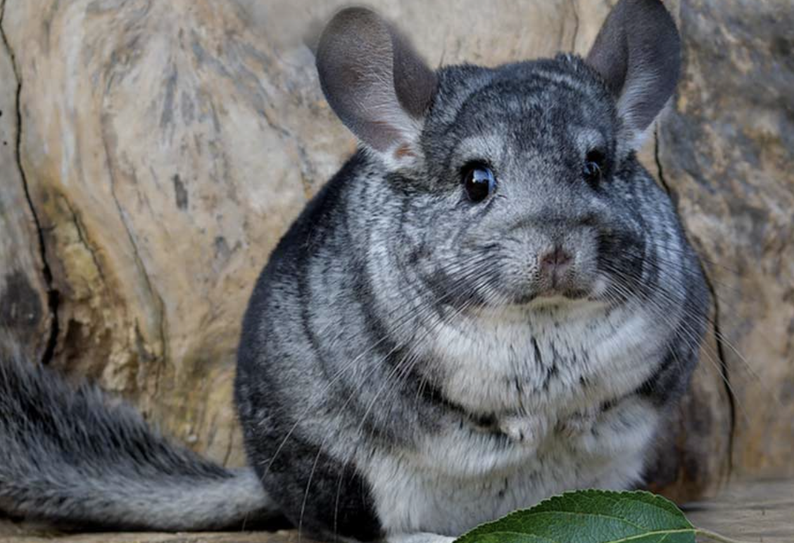 Chinchilla Cordillerana